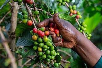Ethiopia Tightens Coffee Export Rules