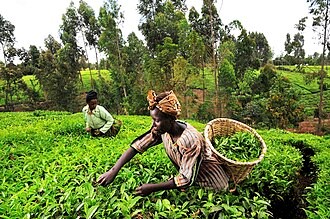 Mt Kenya Tea, Tecof in Administration