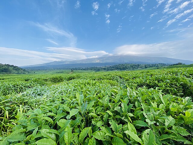 Tea Output Rises as Factories Reopen
