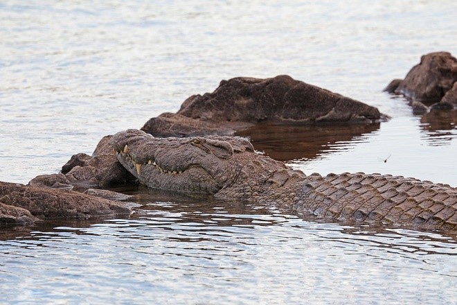 Crocodile Skin Exports Rise to $36M