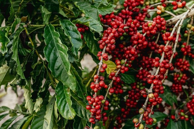Ethiopia’s Coffee Exports Earn $546M