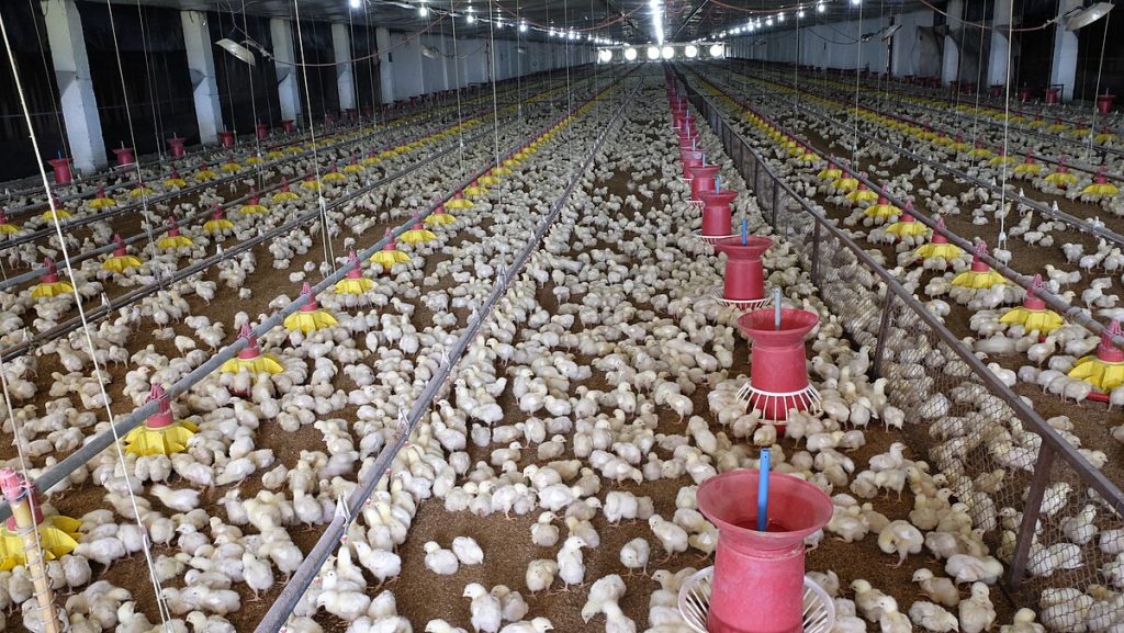 AgDevCo Invests in Zambia Poultry