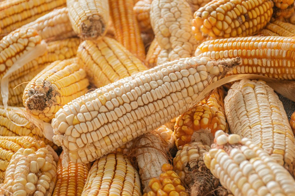 SA Welcomes Zimbabwe Grain Import Move