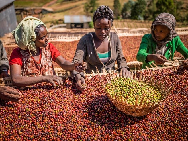 Reforms Boost Ethiopia Coffee Exports